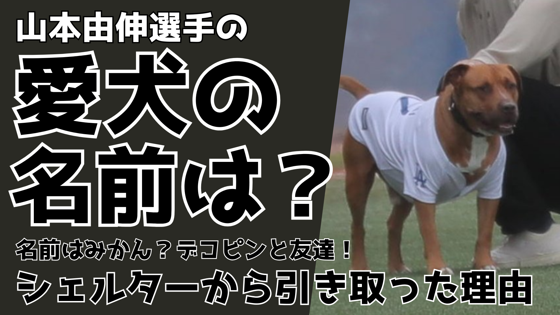 山本由伸の愛犬の名前はみかん？デコピンと友達！シェルターから引き取った理由 るるプレス